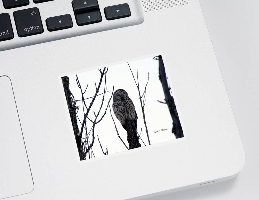 Owl Sticker featuring the photograph Barred Owl 4 by Steven Clipperton