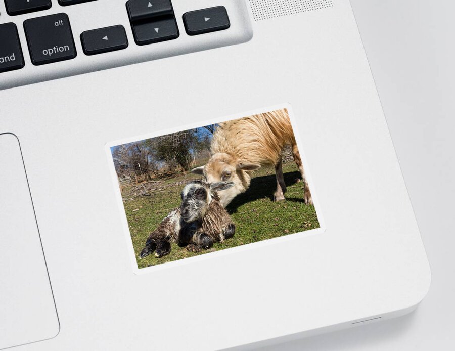 Lamb Sticker featuring the photograph Bathing Baby Ram by Kathleen Bishop