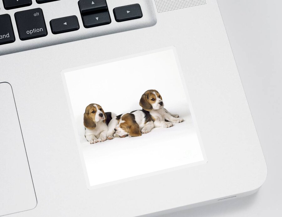 Beagle Sticker featuring the photograph Beagle Puppies, Row Of Three, Second by John Daniels