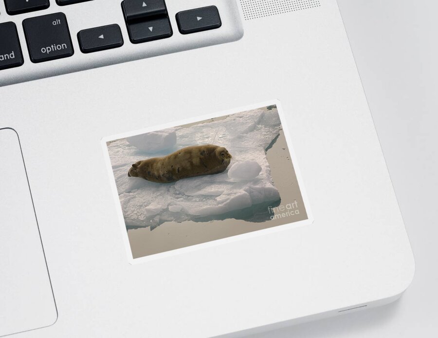 Bearded Seal Sticker featuring the photograph Bearded Seal On An Ice Floe by John Shaw