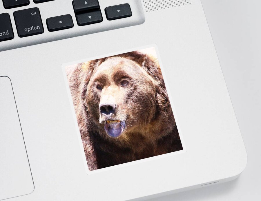 Grizzly Sticker featuring the photograph Bearing My Teeth by Shane Bechler