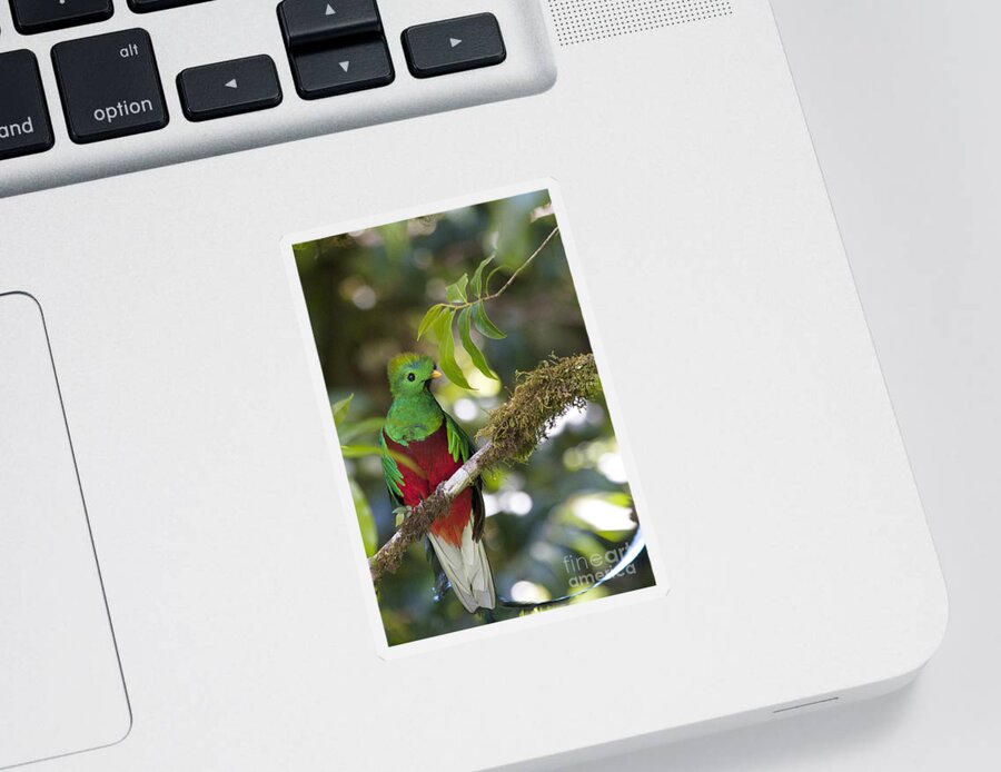 Bird Sticker featuring the photograph Beautiful Quetzal 1 by Heiko Koehrer-Wagner