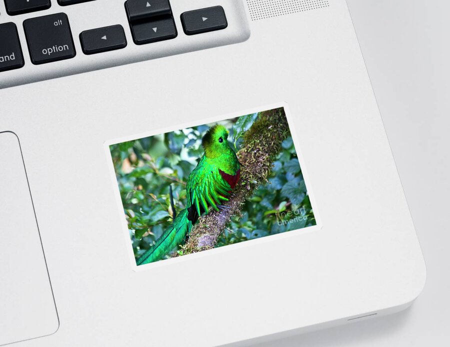 Bird Sticker featuring the photograph Beautiful Quetzal 2 by Heiko Koehrer-Wagner