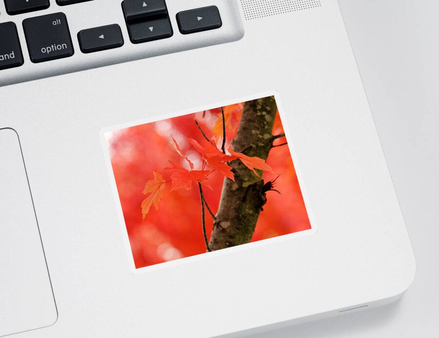 Red Sticker featuring the photograph Beauty of Red by Viviana Nadowski