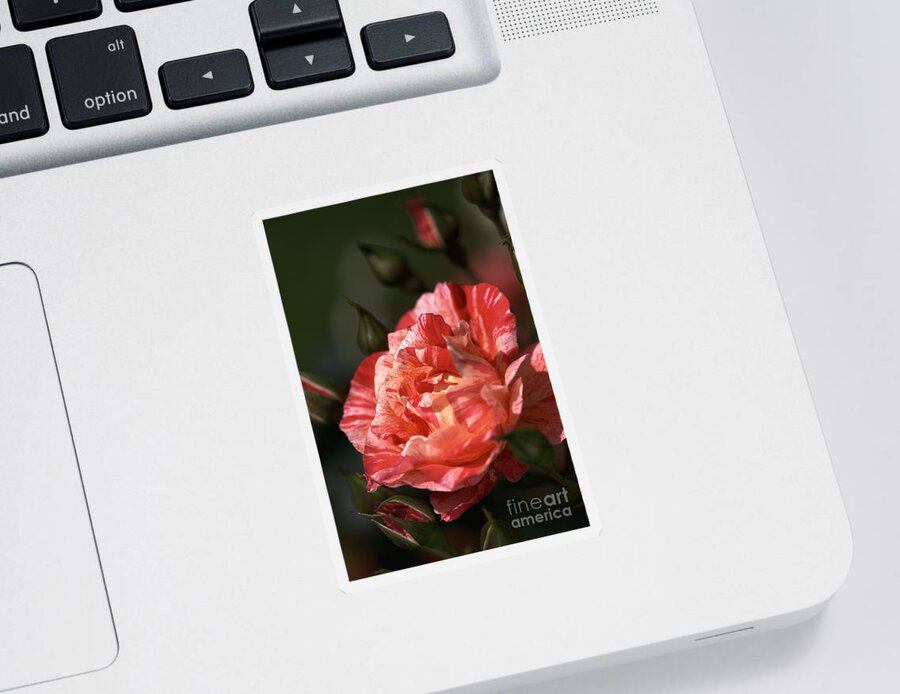Grimaldi Rose Sticker featuring the photograph Beauty Of Rose by Joy Watson
