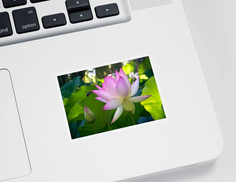 Bee Sticker featuring the photograph Bee at a Lotus Flower by Mary Lee Dereske