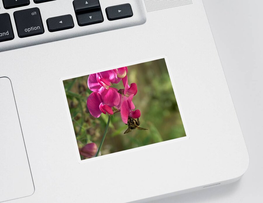 Still Life Sticker featuring the photograph Bee Hanging Around by Wayne Enslow
