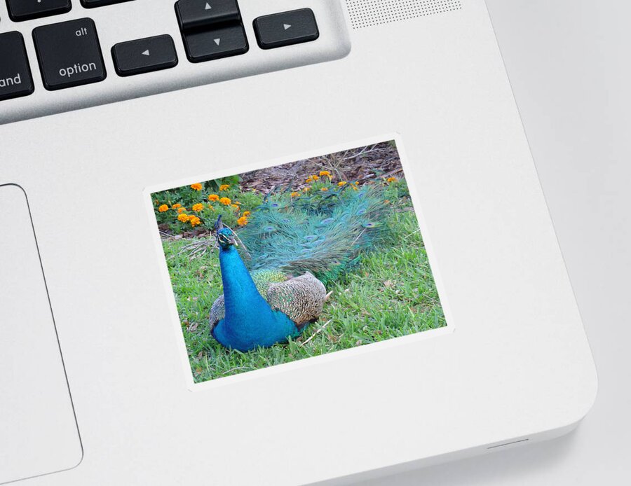 Peacock Sticker featuring the photograph Bejeweled by David Nicholls
