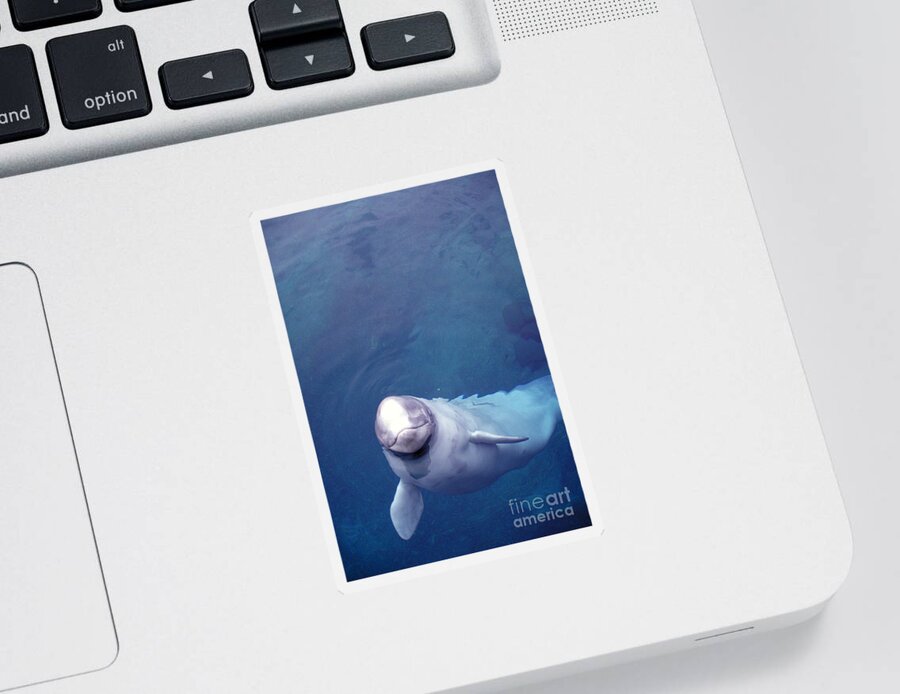 Beluga Whale Sticker featuring the photograph Beluga Whale by Mark Newman
