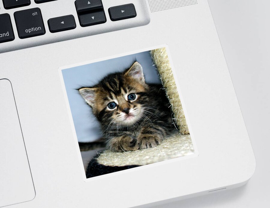 Kitten Sticker featuring the photograph Benny the Kitten Resting by Terri Waters