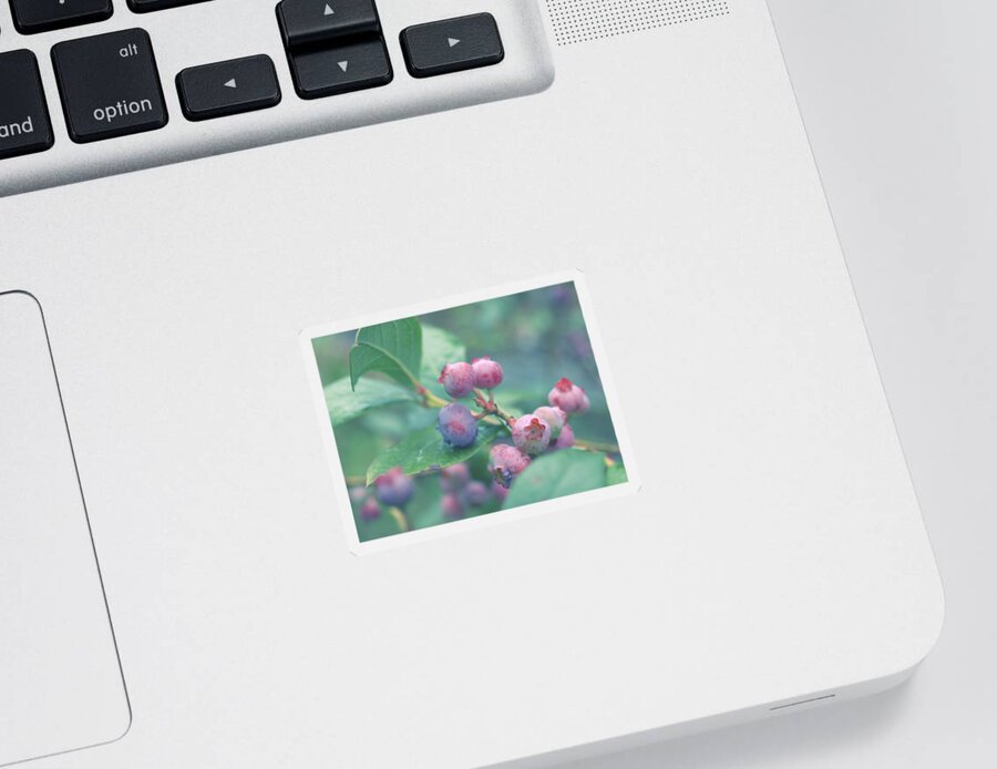 Berries Sticker featuring the photograph Berries for You by Yuka Kato