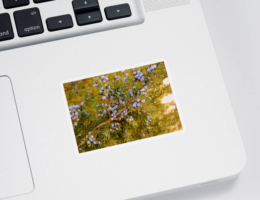 Blue Colored Berries Sticker featuring the photograph Beside The Sea by Eunice Miller