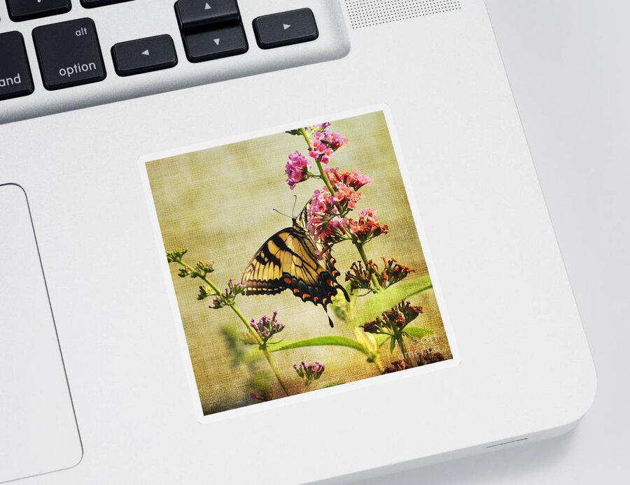 Butterfly Sticker featuring the photograph Best View by Judy Wolinsky