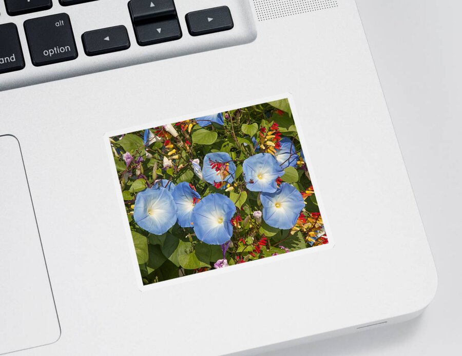 Scenic Sticker featuring the photograph Bhubing Palace Gardens Morning Glory DTHCM0433 by Gerry Gantt