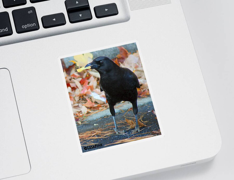 Crow Sticker featuring the photograph Big Daddy Crow Leaf Picker by Lesa Fine