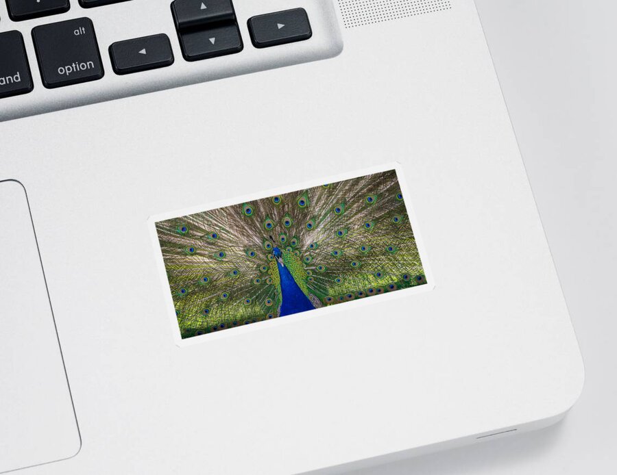New Jersey Sticker featuring the photograph Bird is the Word by Kristopher Schoenleber