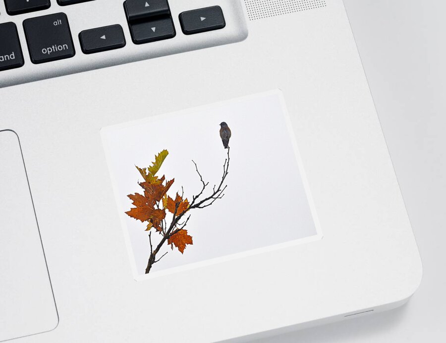 Wildlife Sticker featuring the photograph Bird of Autumn by AJ Schibig