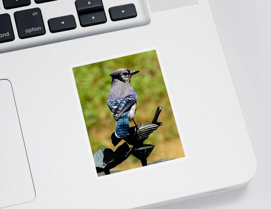 Bluejay Sticker featuring the photograph Bird on a bird by Robert L Jackson