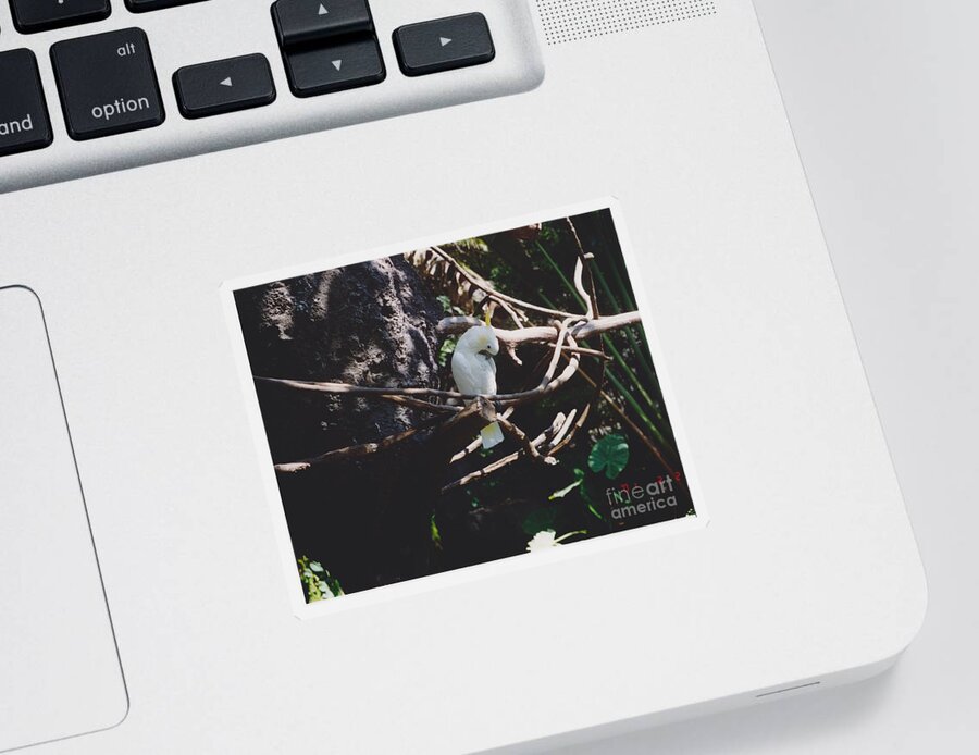 Nature Sticker featuring the photograph Birdie sitting in the tree by Michelle Powell