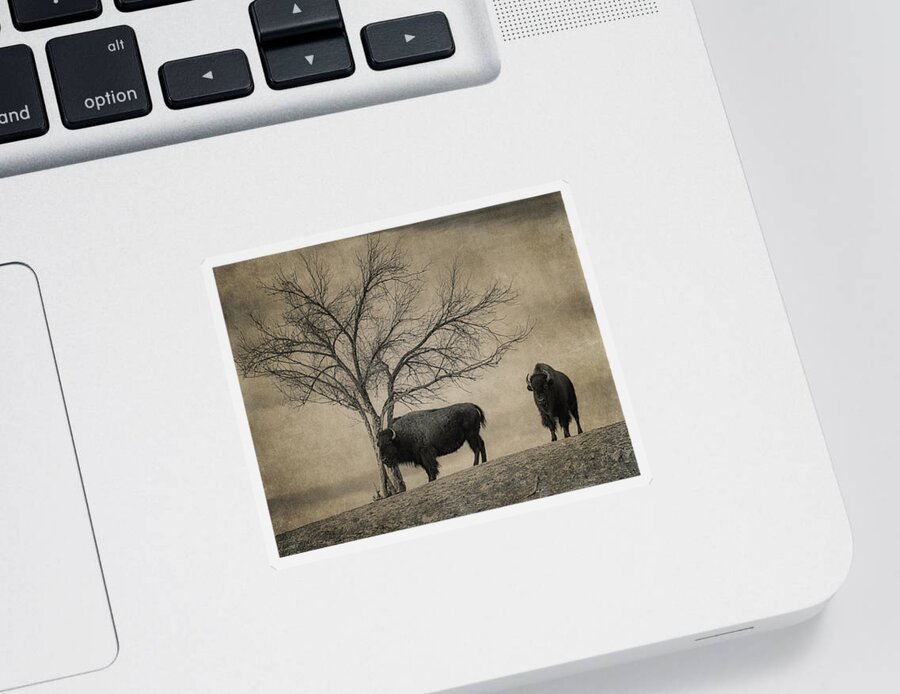Bison Sticker featuring the photograph Bison Beauties by Priscilla Burgers