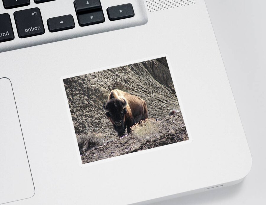 Bison Sticker featuring the photograph Bison Stare Down by Carl Moore