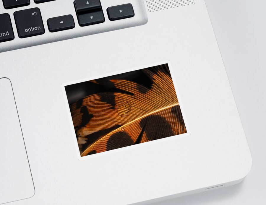 Feather Sticker featuring the photograph Black and Gold by Sue Capuano