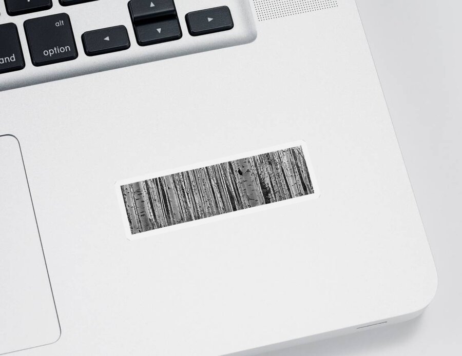 Photography Sticker featuring the photograph Black And White Of Aspen Trees by Panoramic Images