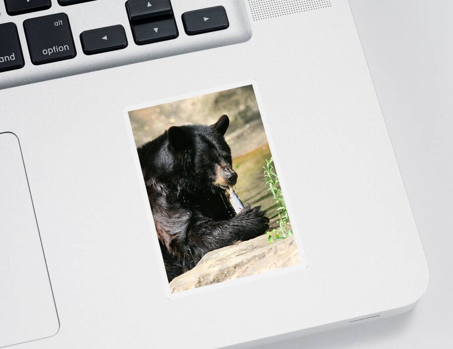 Nature Sticker featuring the photograph Black Bear Fish Catch by Angela Rath