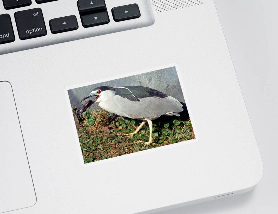 Animal Sticker featuring the photograph Black-crowned Night-heron Eating A Fish by Millard H. Sharp