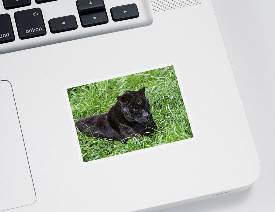 Melanistic Sticker featuring the photograph Black panther by Arterra Picture Library