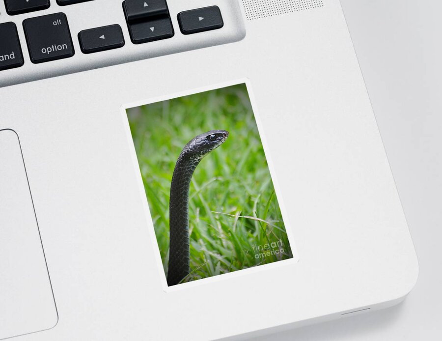 Snake Sticker featuring the photograph Black Racer by Kathy Baccari