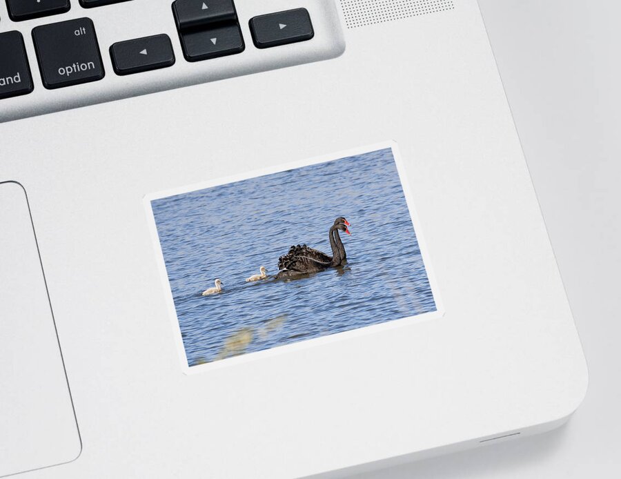 Australia Sticker featuring the photograph Black swans by Steven Ralser