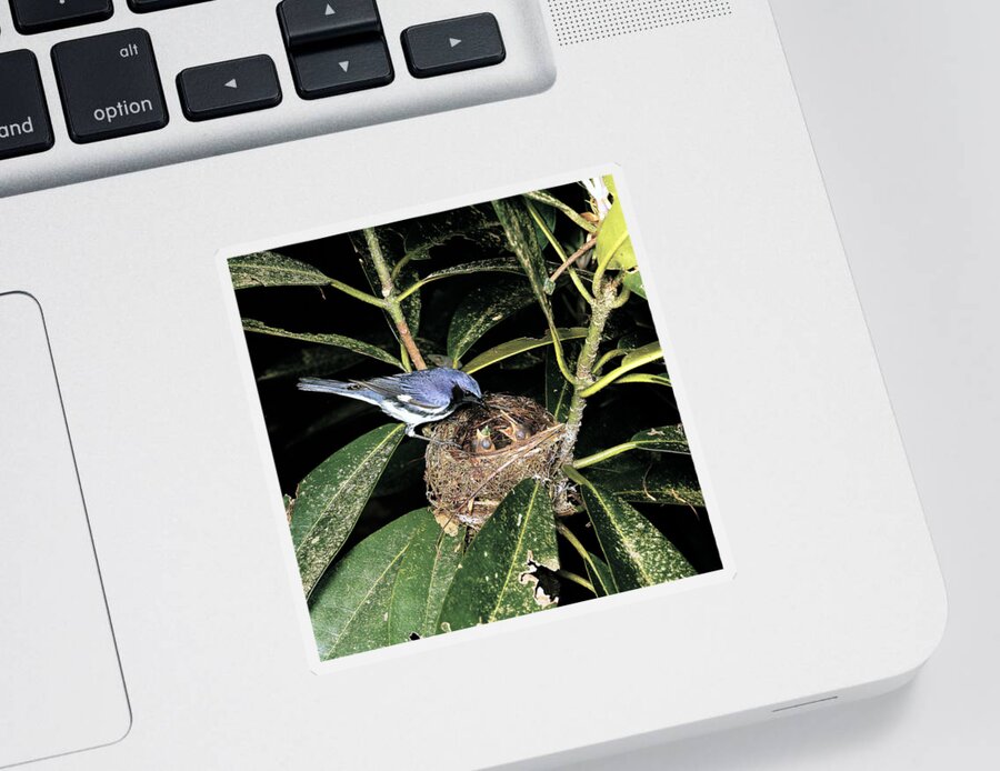 Animal Sticker featuring the photograph Black-throated Blue Warbler by G Ronald Austing