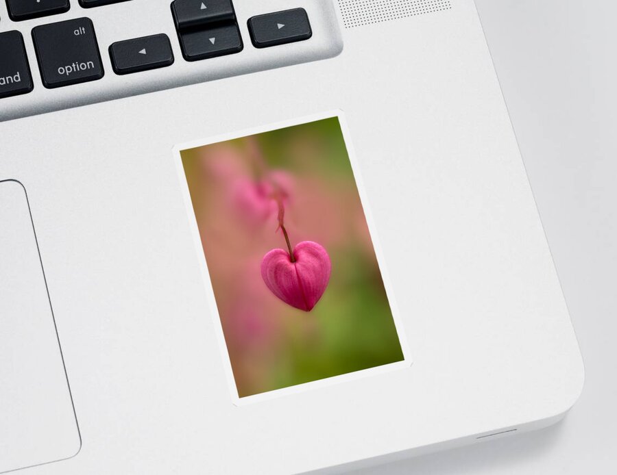 Flower Sticker featuring the photograph Bleeding heart flower by Jaroslaw Blaminsky