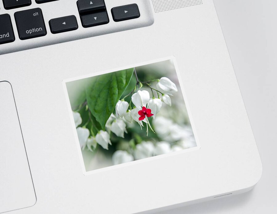 Clerodendrum Thomsoniae Sticker featuring the photograph Bleeding Heart Red by Carolyn Marshall