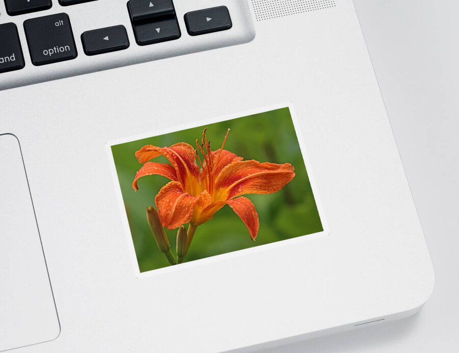 Orange Sticker featuring the photograph Blooming Tiger Lily by Juergen Roth
