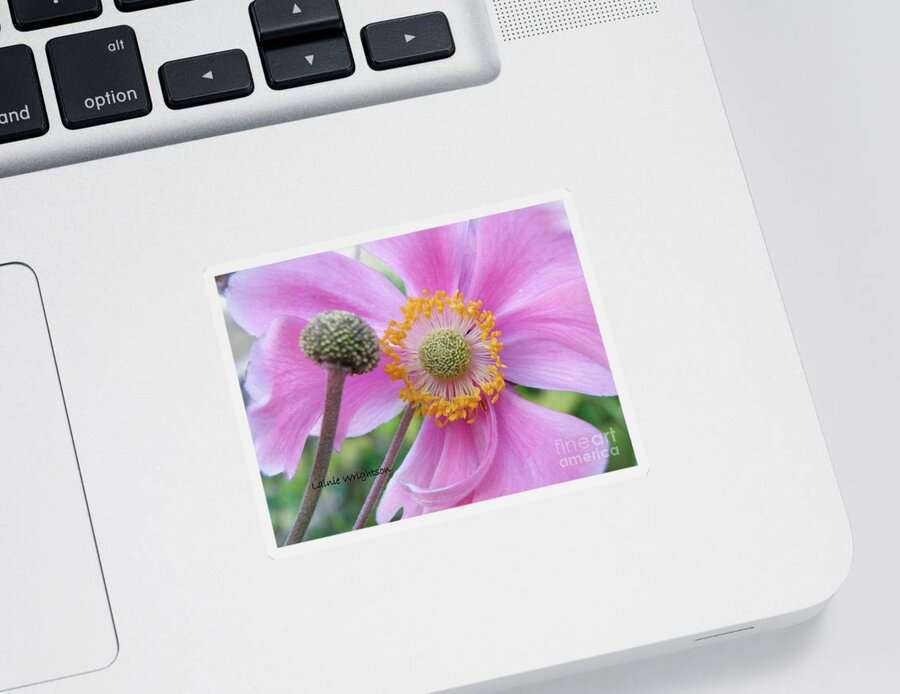 Flowers Sticker featuring the photograph Blossom by Lainie Wrightson