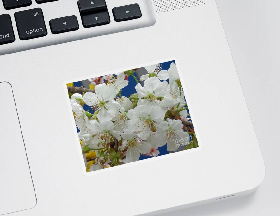 Flower Sticker featuring the photograph Blossoming by Christina Verdgeline