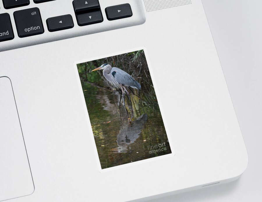 Blue Heron Sticker featuring the photograph Blue 1212 by Deborah Benoit