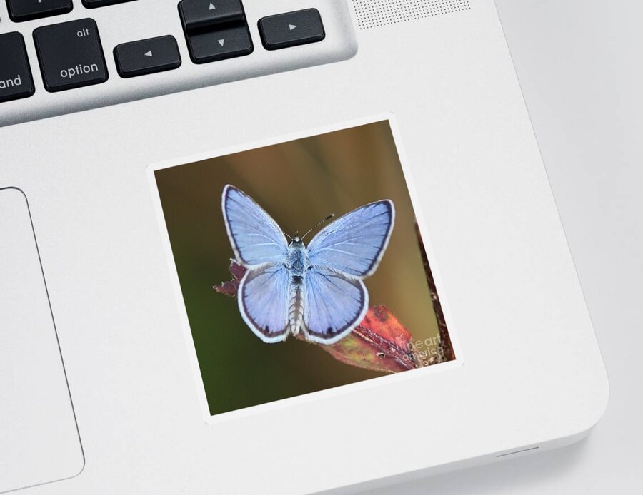 Blue Sticker featuring the photograph Blue Butterfly Square by Carol Groenen