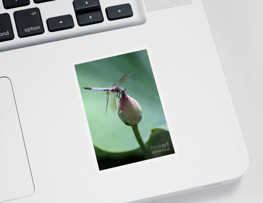 Dragonfly Sticker featuring the photograph Blue Dragonflies Love Lotus Buds by Sabrina L Ryan