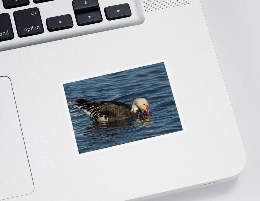 Snow Geese Sticker featuring the photograph Blue Goose by Kathleen Bishop