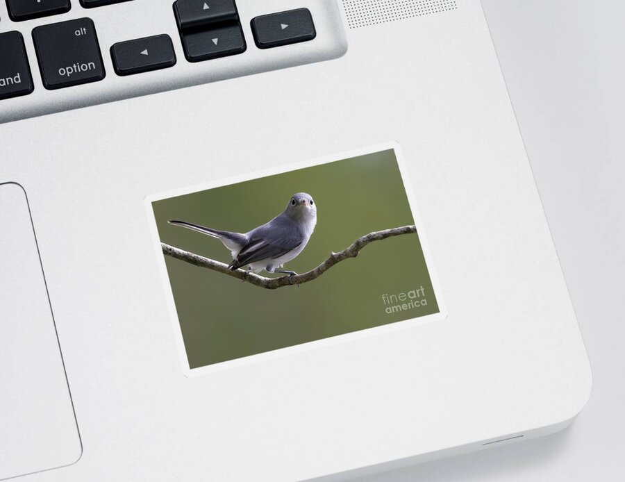 Blue-gray Gnatcatcher Sticker featuring the photograph Blue-gray Gnatcatcher by Meg Rousher