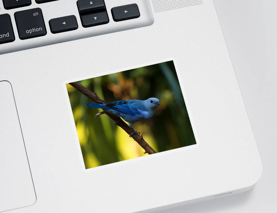 Bird Sticker featuring the photograph Blue Grey Tanager by Flees Photos