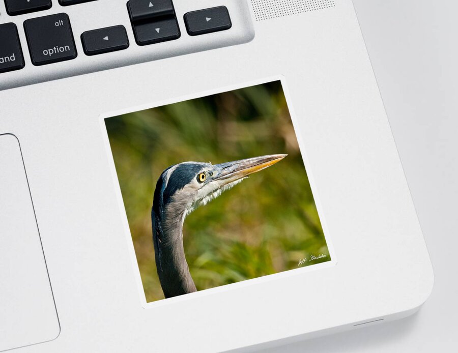 Adult Sticker featuring the photograph Blue Heron by Jeff Goulden