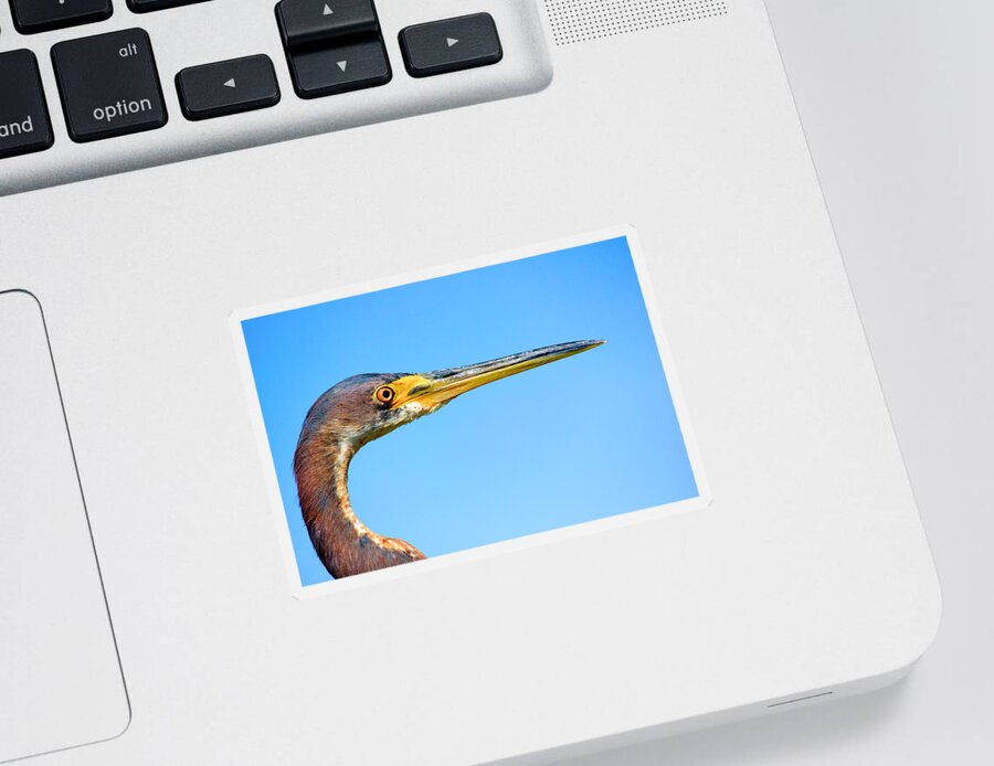 Blue Heron Sticker featuring the photograph Blue Heron by Mark Andrew Thomas