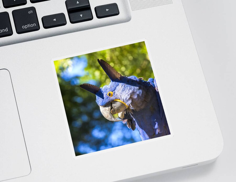 Hyacinth Macaw Sticker featuring the photograph Blue Hyacinth Pose by Bill and Linda Tiepelman