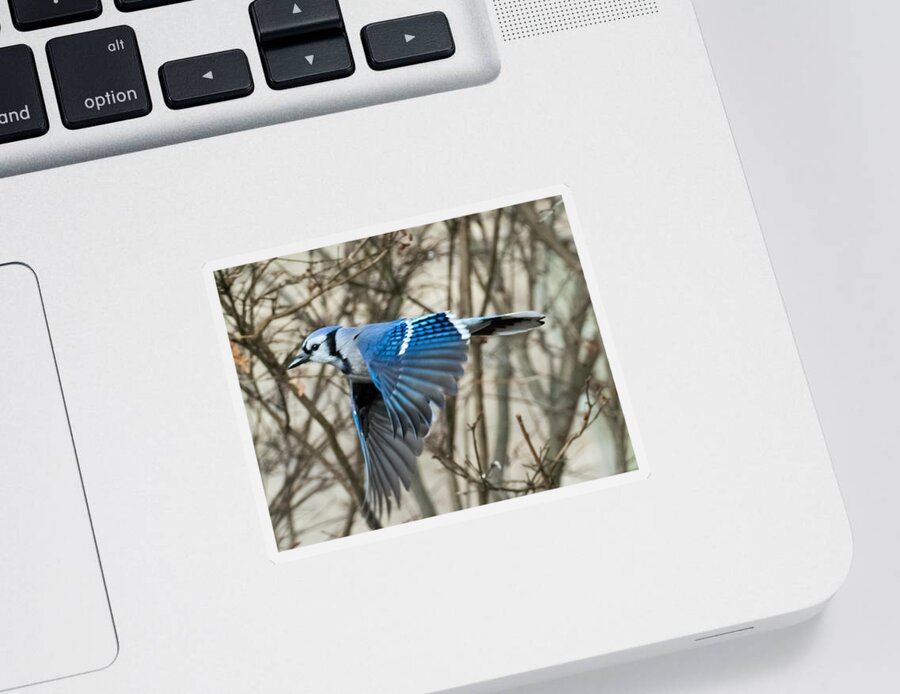 Blue Jay Sticker featuring the photograph Blue Jay by Holden The Moment