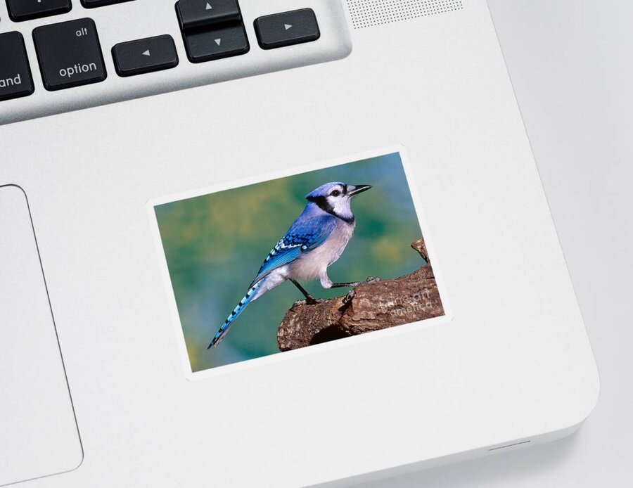 Animal Sticker featuring the photograph Blue Jay by Millard H. Sharp