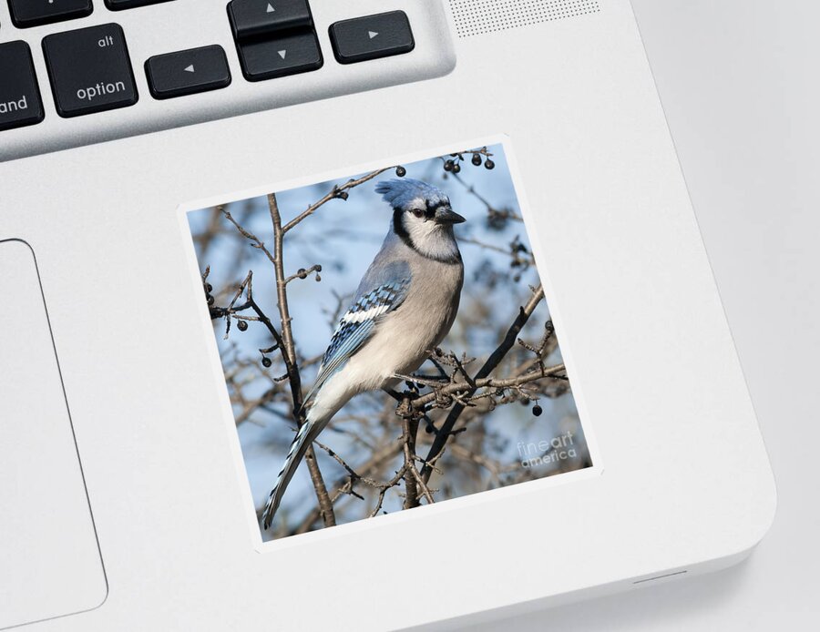 Festblues Sticker featuring the photograph Blue Jay.. by Nina Stavlund